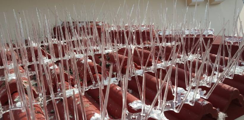 Bird Spikes & Pigeon Spikes In Bangalore | Call 9741713355 Service in Bangalore