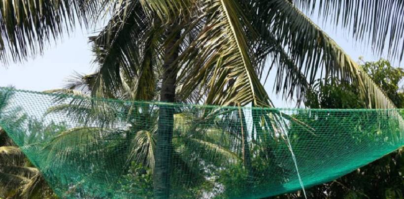 Coconut Tree Safety Nets Fixing | Call 9741713355 for Fall Arrest Nets Fixing