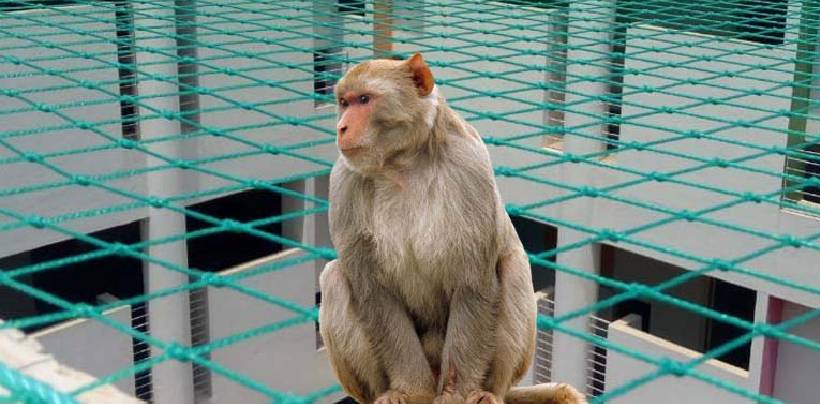 Monkey Safety Nets In Bangalore | Call 9741713355 For Net Fixing