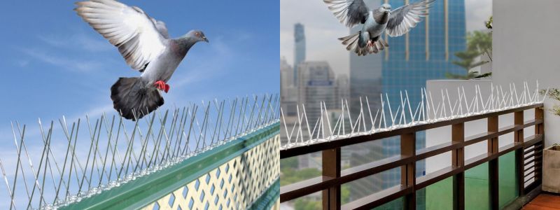 Bird Control Spikes in Bangalore