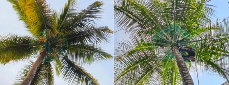 Coconut Tree Safety Nets