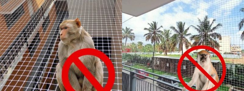 Monkey Safety Nets